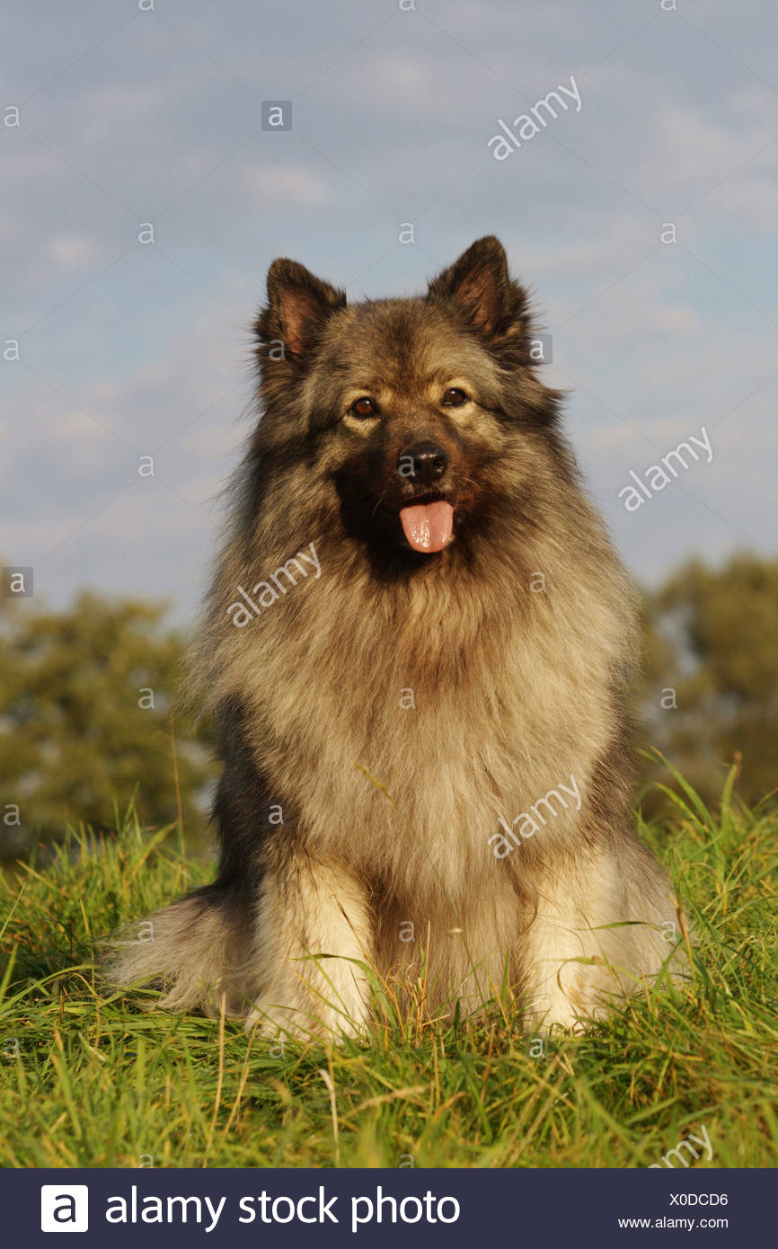 Keeshond Canis Lupus F Familiaris Sitting In Meadow Stock Photo Alamy