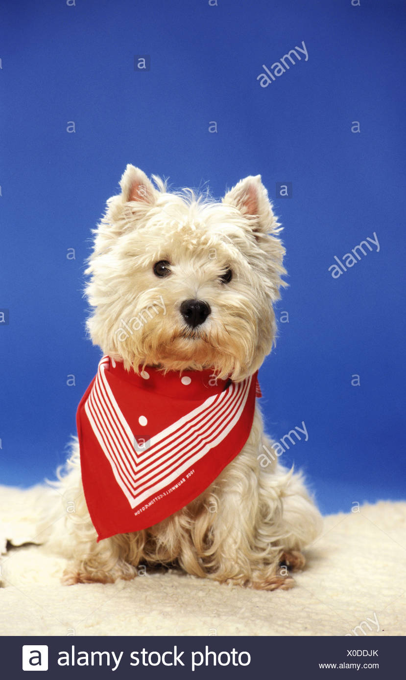 red dog neckerchief