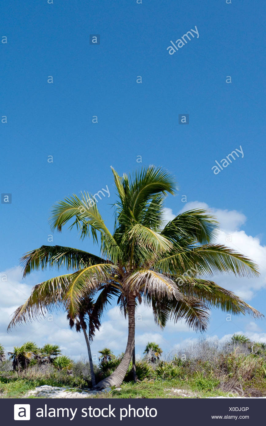 Quintana Roo Mexico Palm Trees Stock Photos & Quintana Roo Mexico Palm