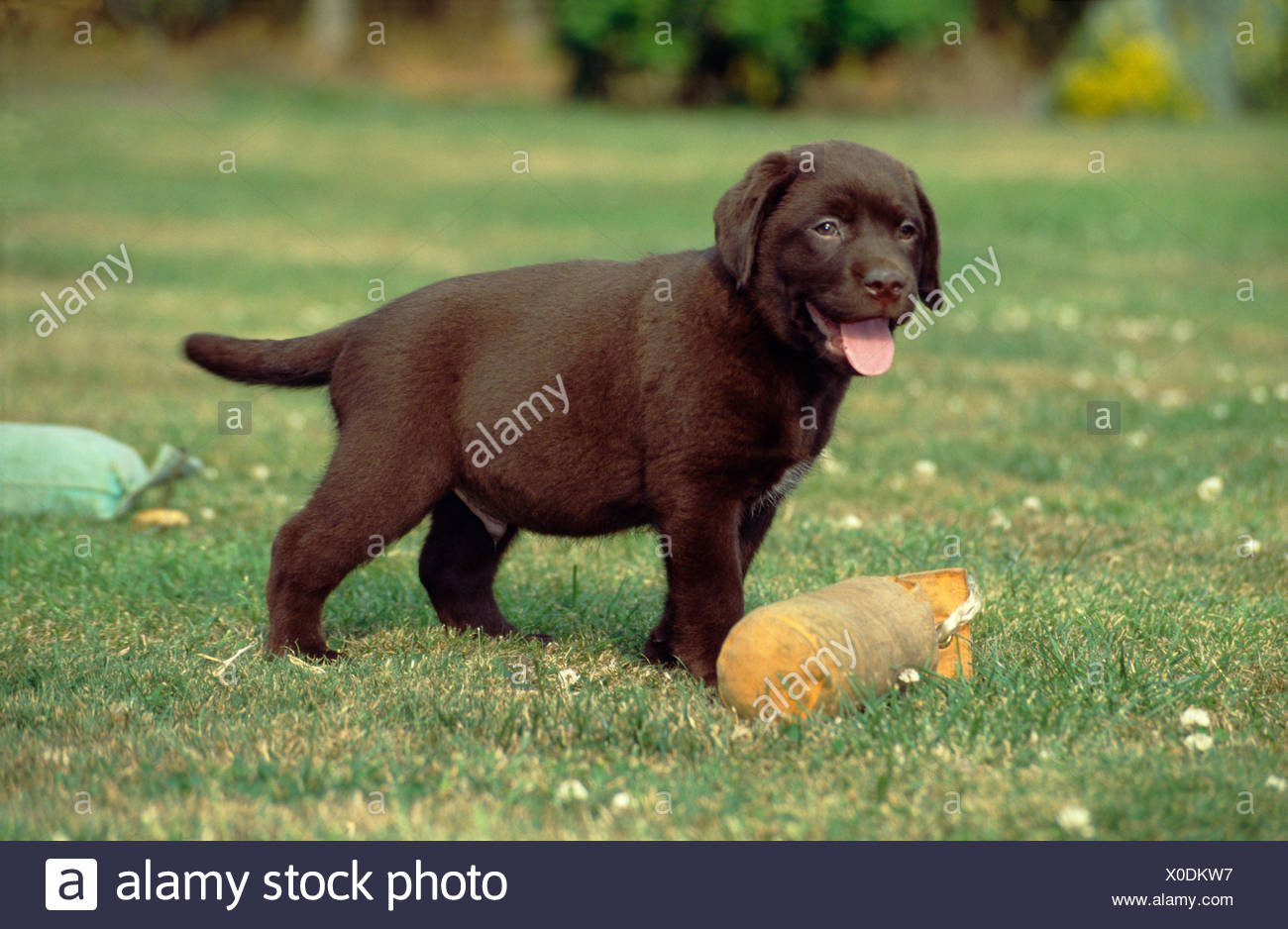 adorable chocolate lab puppies
