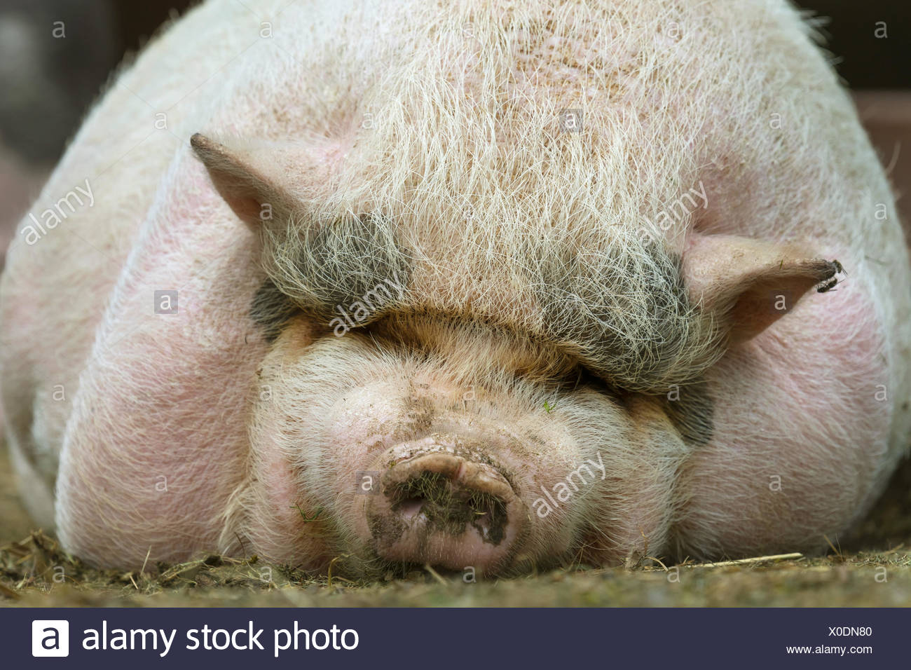 Fat Pig High Resolution Stock Photography and Images - Alamy