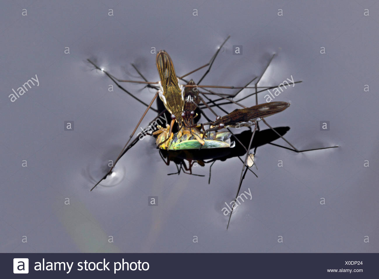 Pond Skater Tension High Resolution Stock Photography and Images Alamy