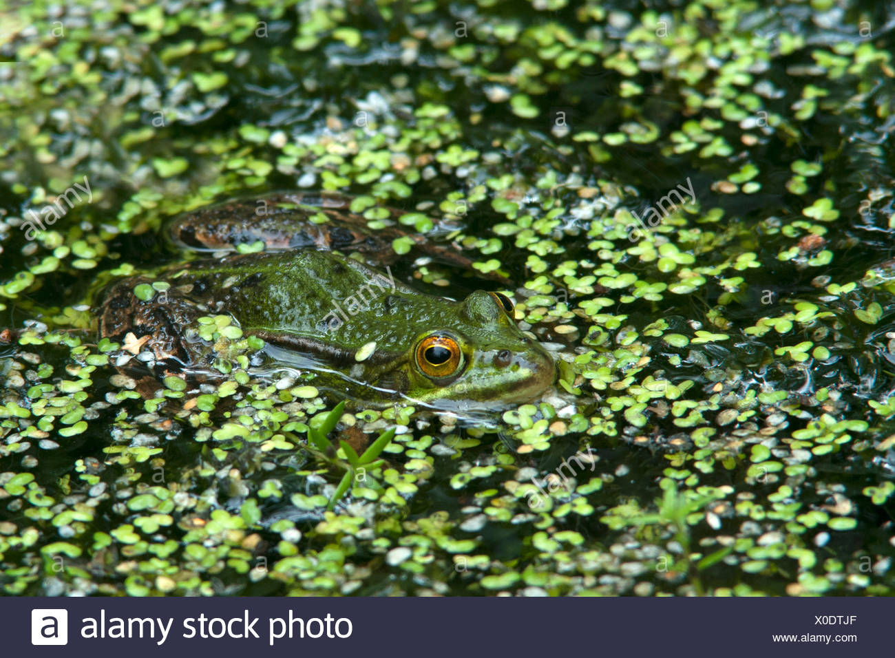 Frog Weed Pond High Resolution Stock Photography and Images Alamy