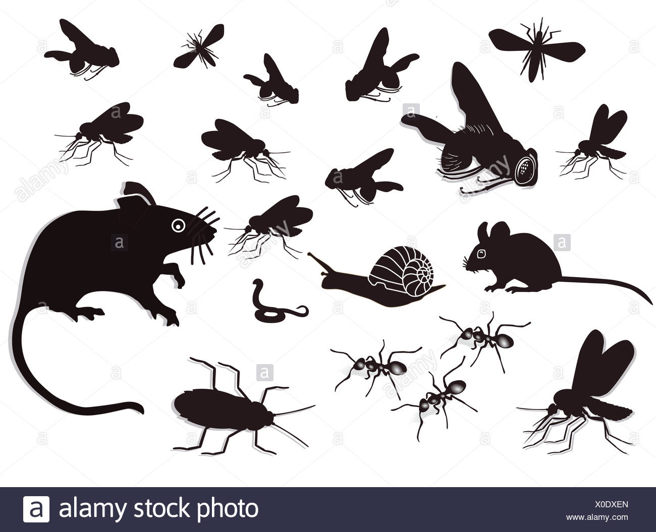 Vermin High Resolution Stock Photography and Images - Alamy