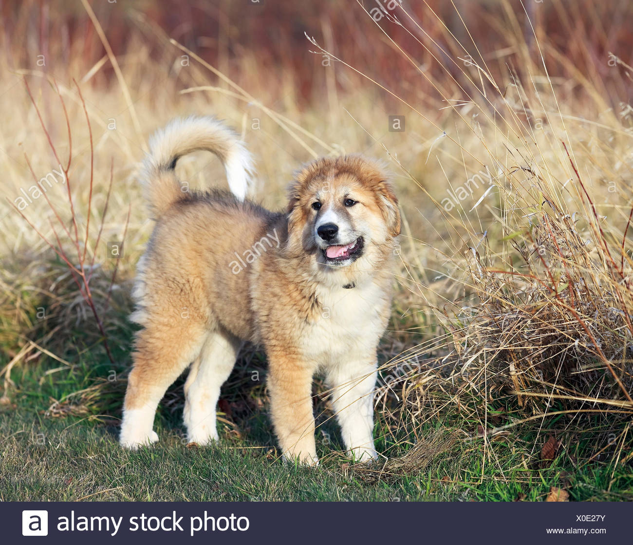 Pyrenean Mountain Dog Stock Photos Pyrenean Mountain Dog