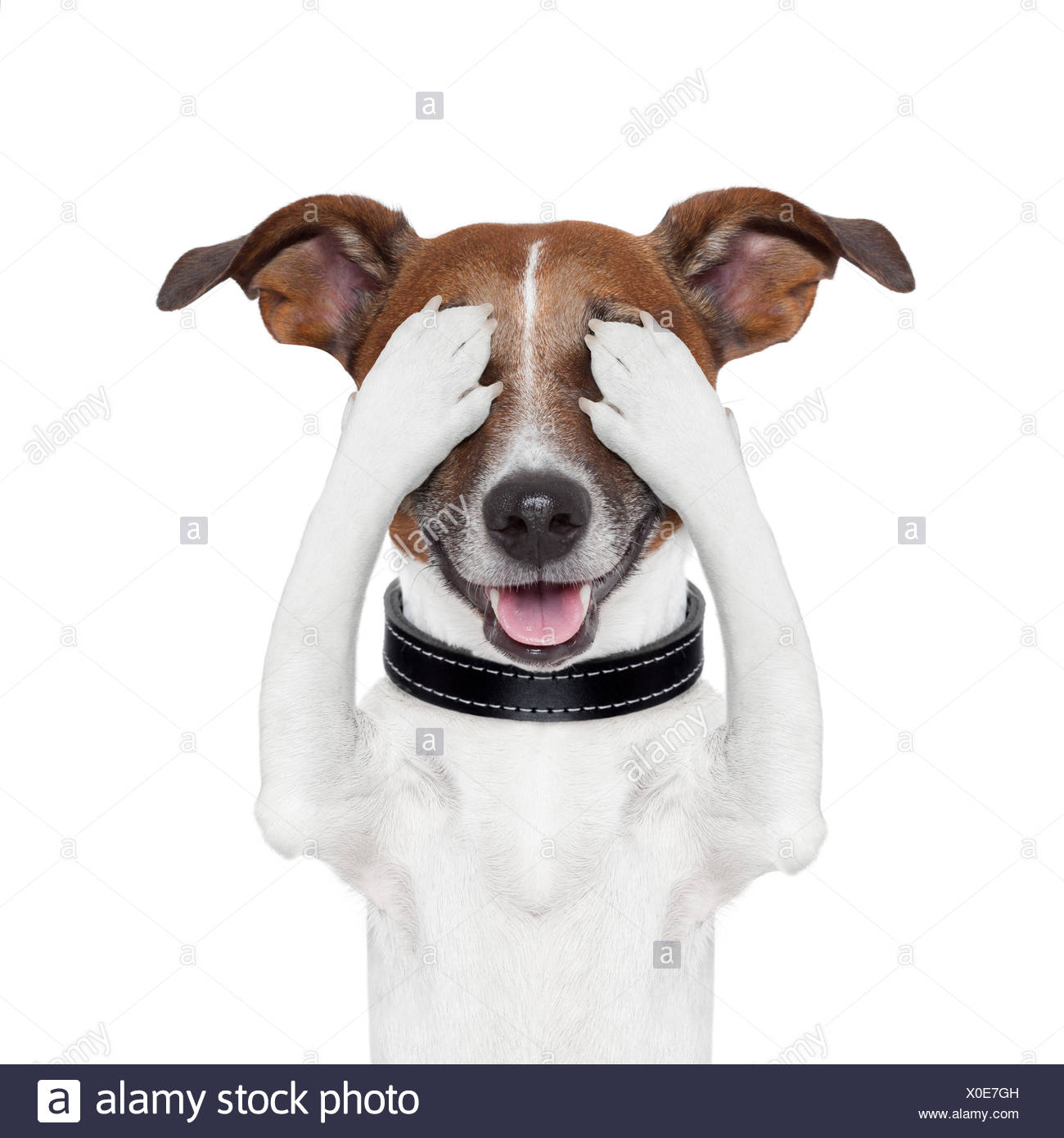 Dog Hiding Face Stock Photos & Dog Hiding Face Stock Images Alamy