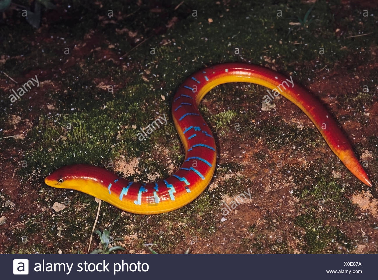 Legless Stock Photos & Legless Stock Images - Alamy