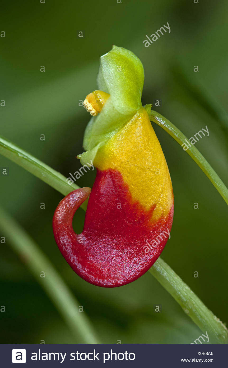 Red-yellow flower of Congo Cockatoo Stock Photo