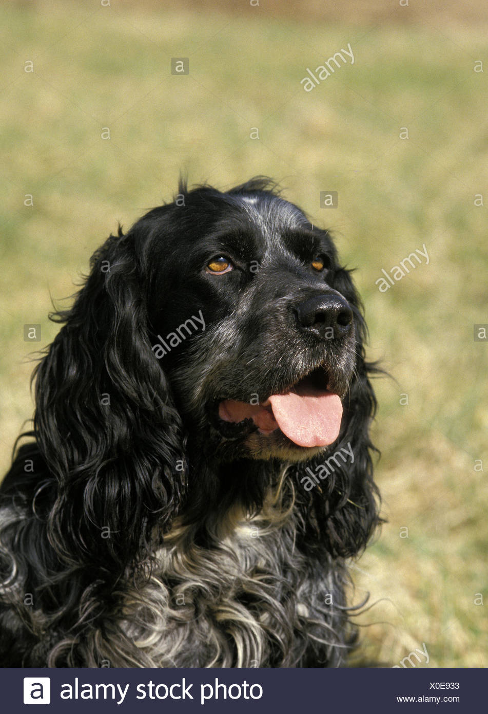Portrait Of Blue Picardy Spaniel Dog Stock Photo Alamy