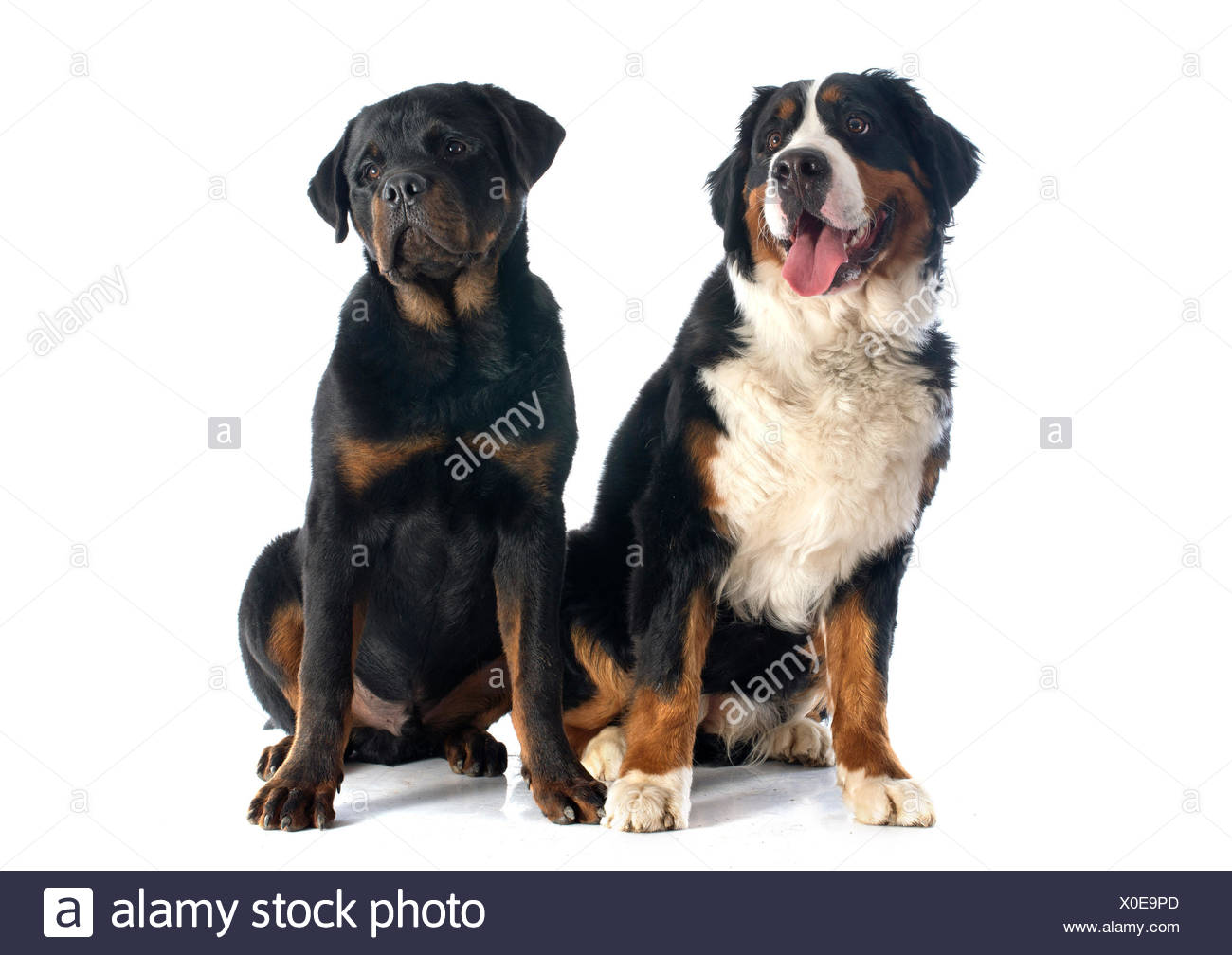 bernese rottie