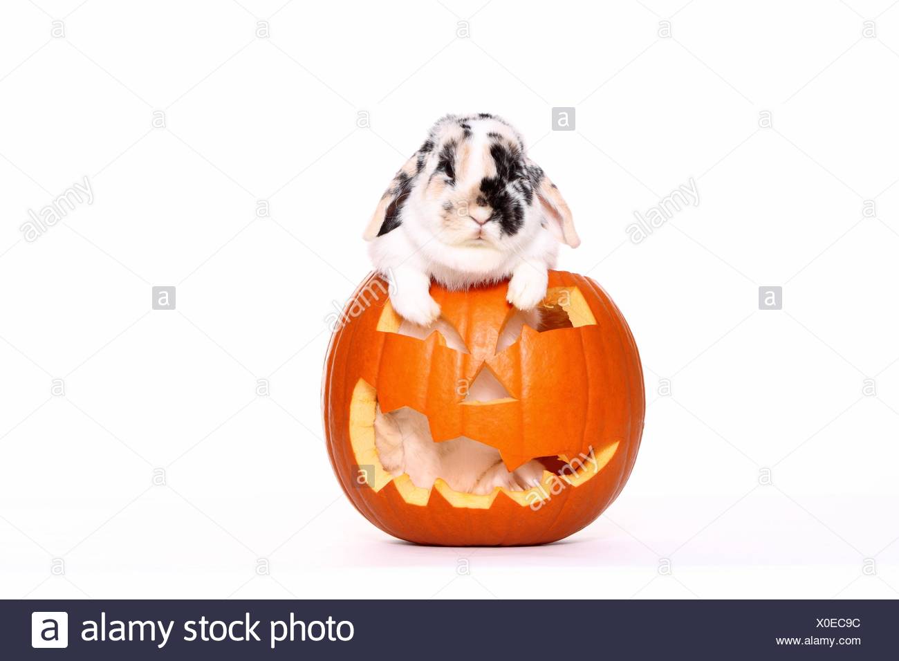 Black And White Lop Eared Rabbit High Resolution Stock Photography and ...