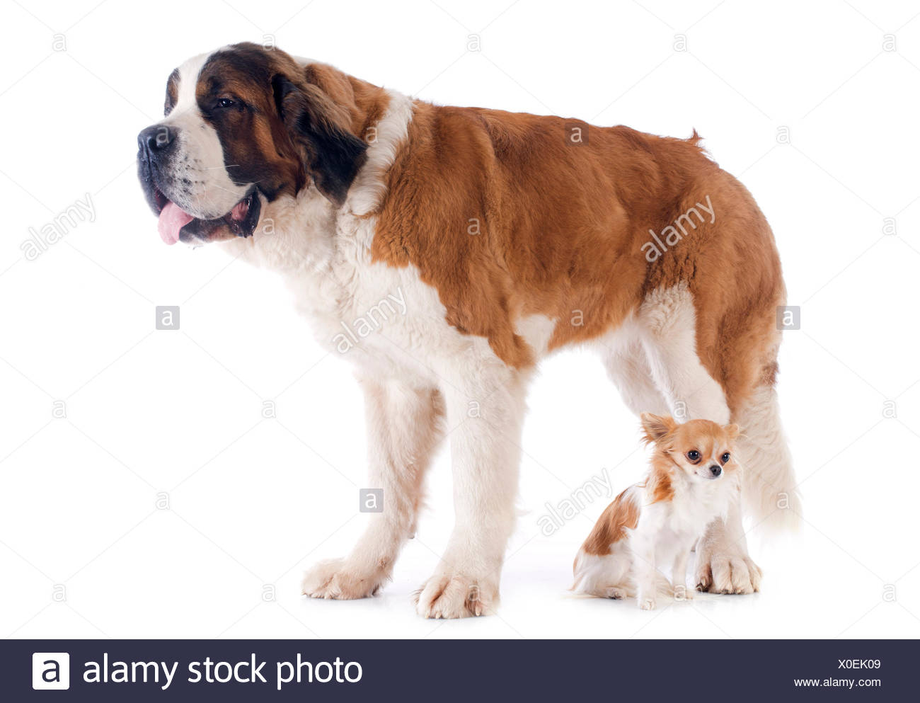 saint bernard chihuahua