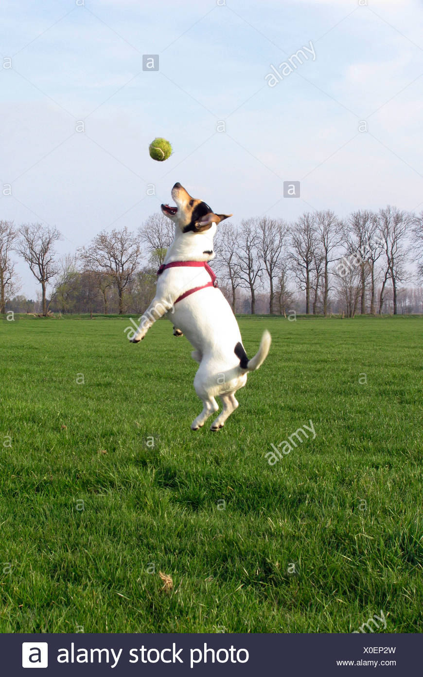dog jumping for ball
