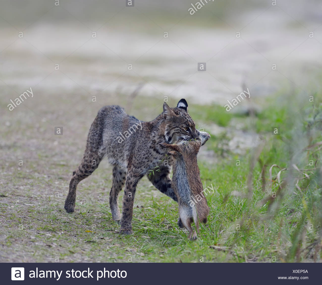 Cat Hunting Rabbit High Resolution Stock Photography and Images - Alamy