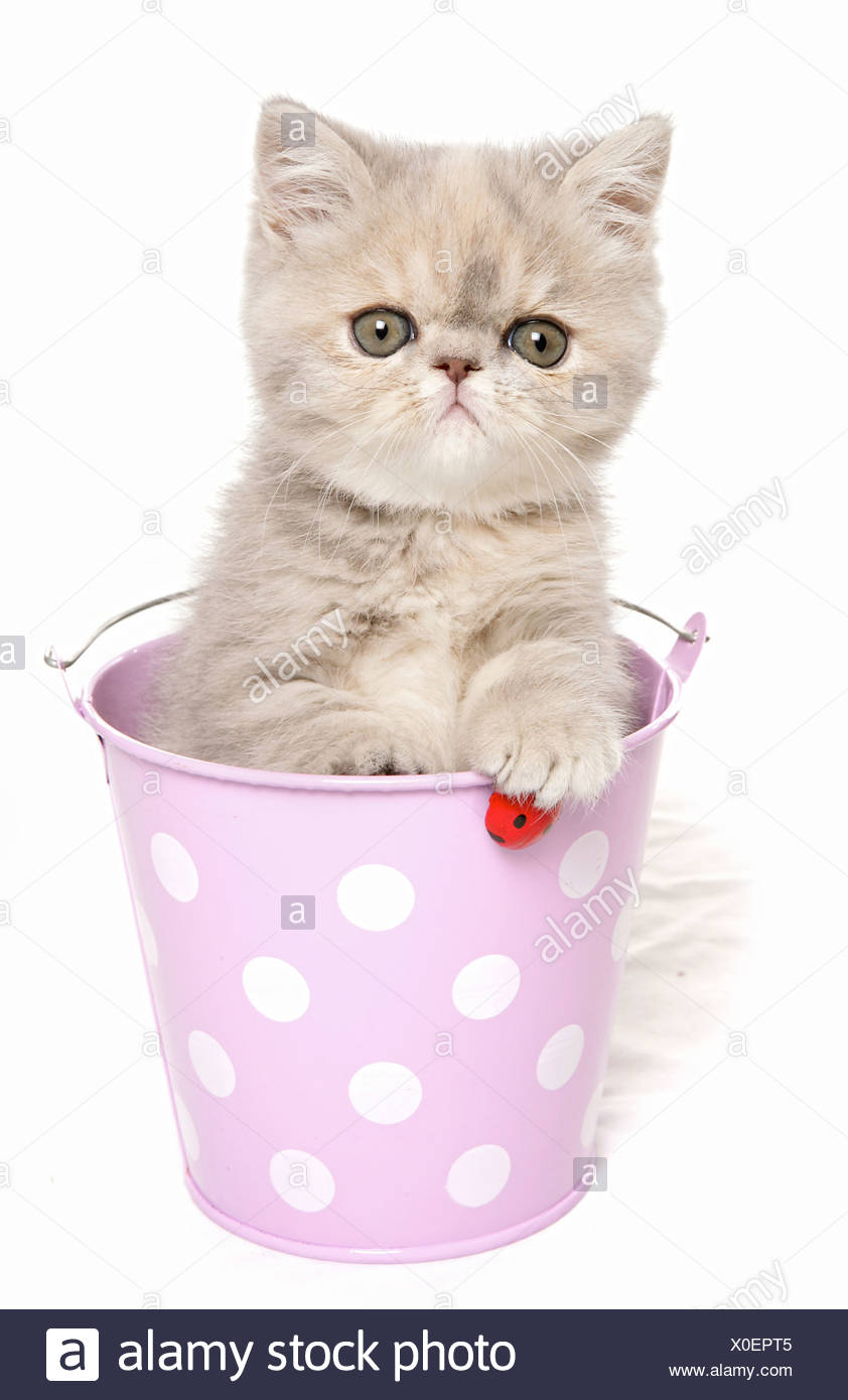 Exotic Shorthair Cat Kitten In A Bucket Stock Photo 275691141