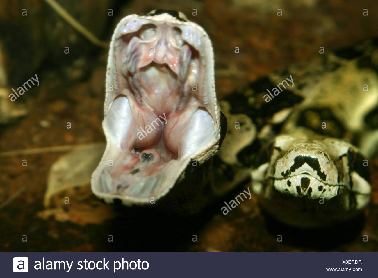 Big Mouth Stock Photos & Big Mouth Stock Images - Alamy