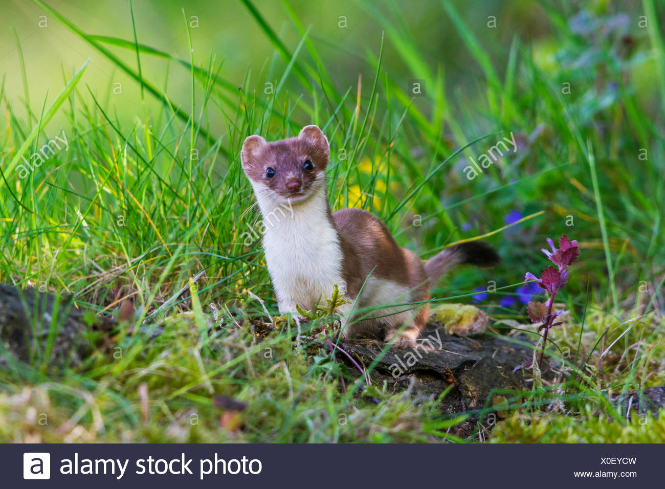 Gross Wiesel Stock Photos & Gross Wiesel Stock Images - Alamy