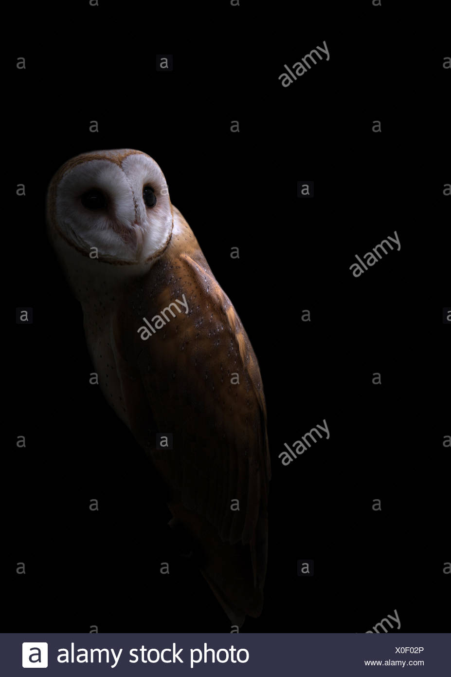 Common Barn Owl In The Dark Stock Photo 275695246 Alamy