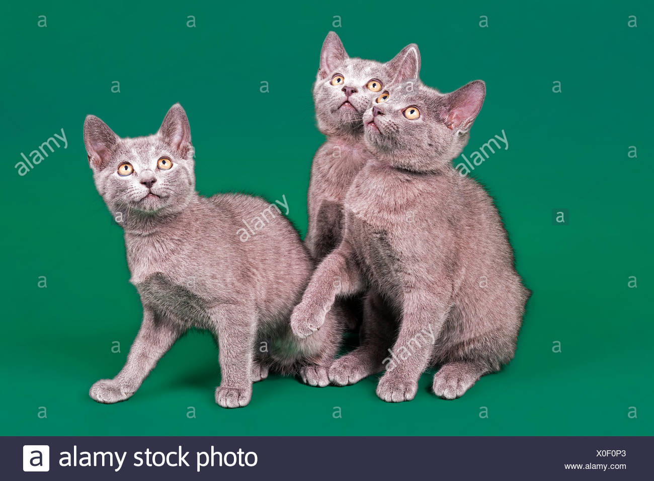Purebred Cats Russian Blue Kitten 12 Weeks Stock Photo