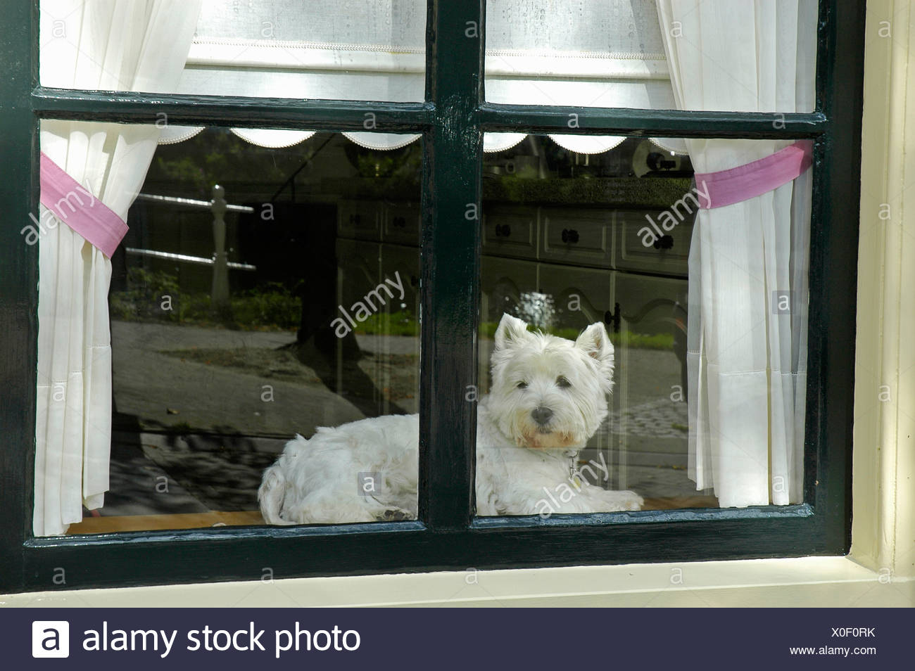 Weisse Terrier Stock Photos Weisse Terrier Stock Images Alamy