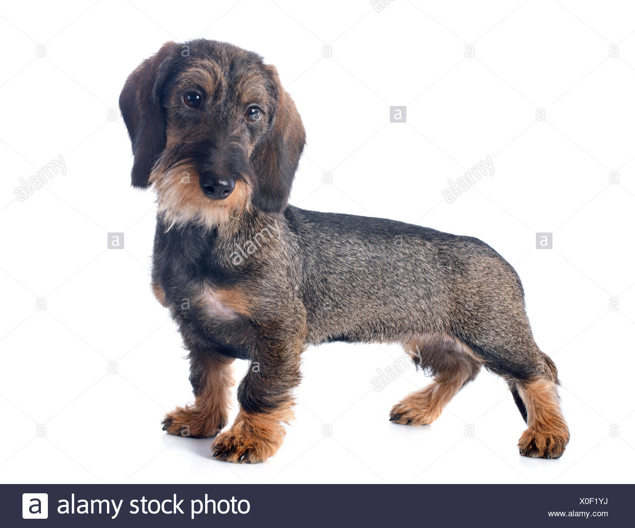 Puppy Wire Haired Dachshund In Front Of White Background Stock Photo Alamy