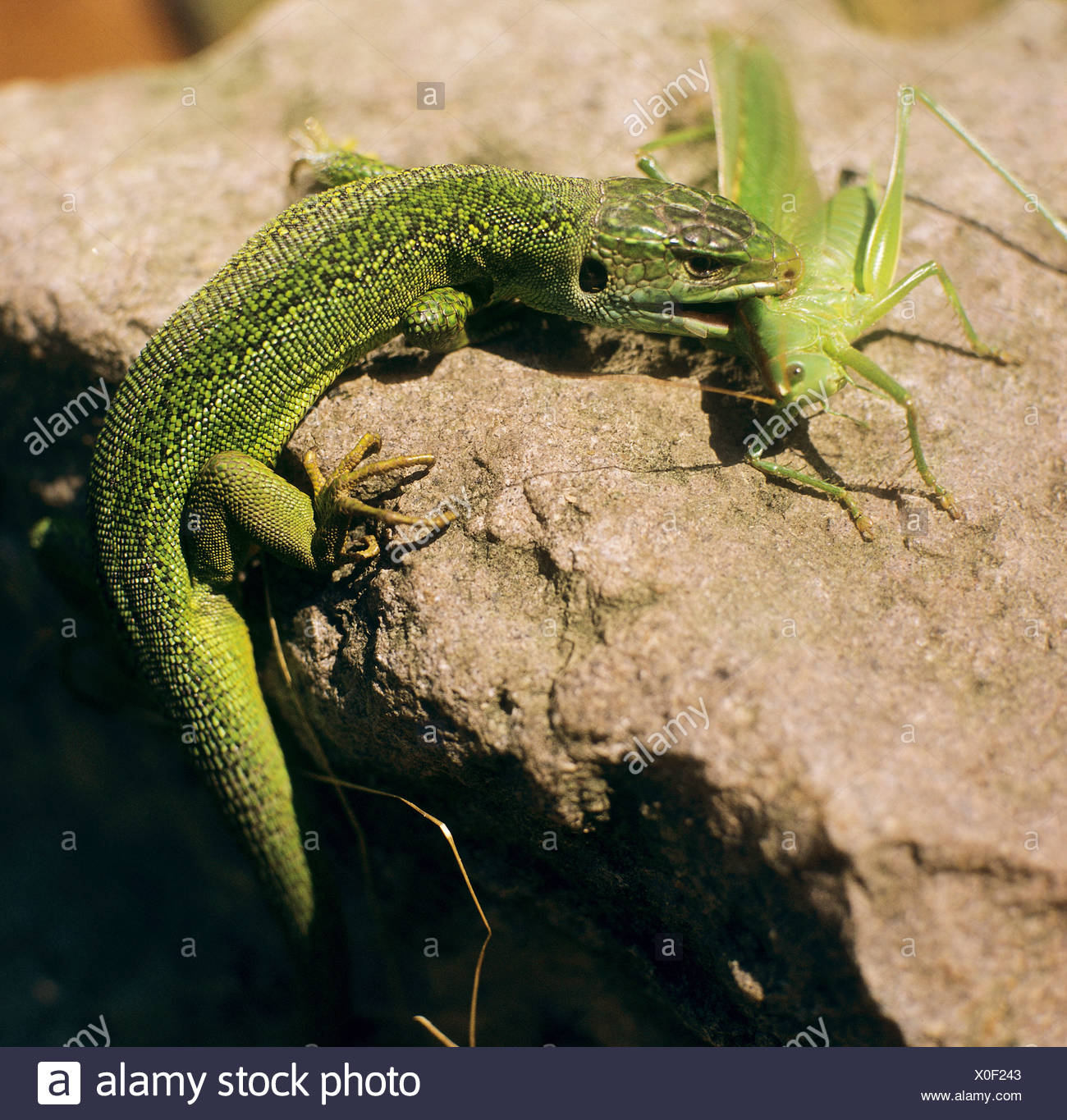 Lizard Eating High Resolution Stock Photography and Images