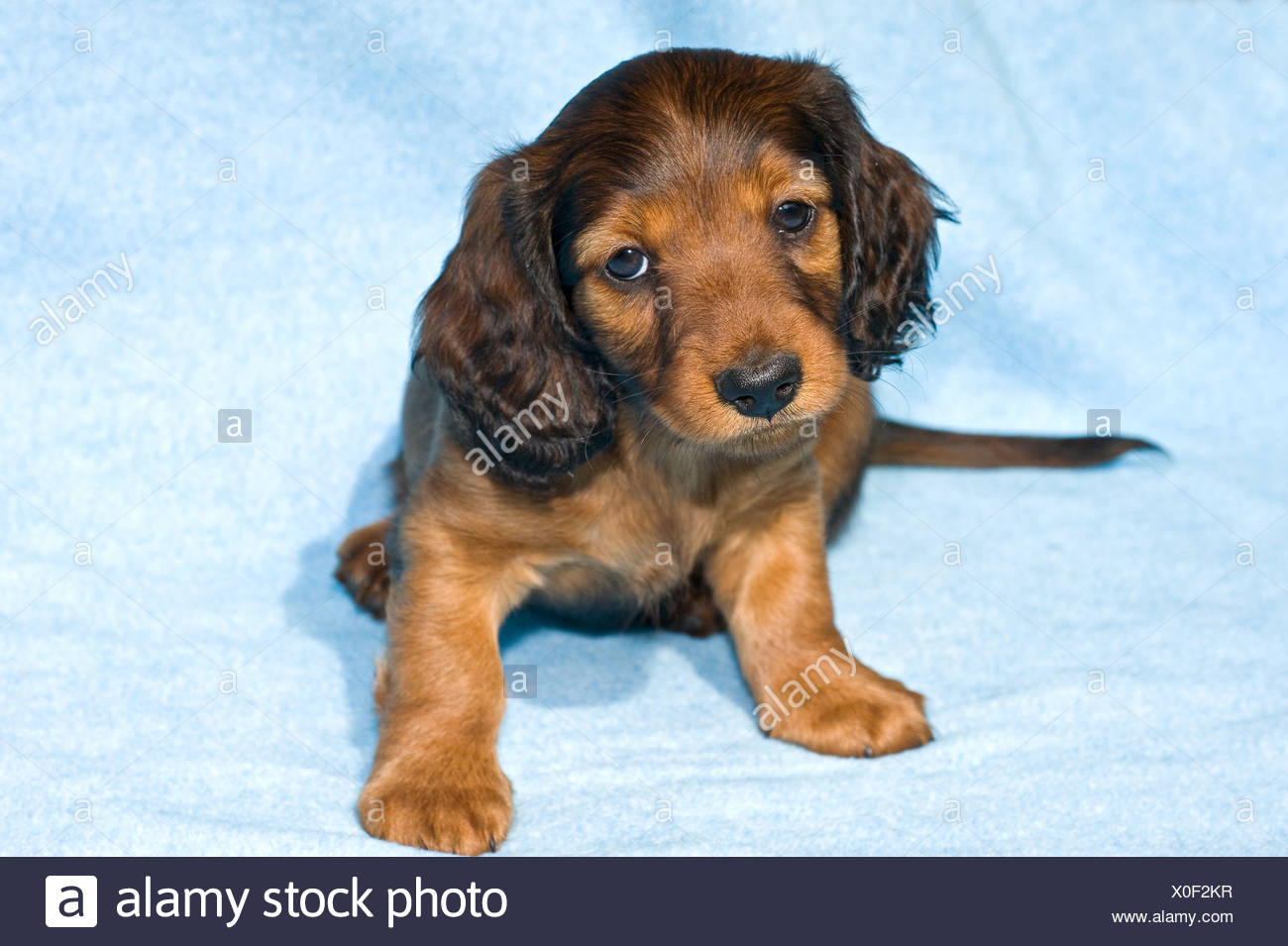 Miniature Longhaired Dachshunds Stock Photos Miniature