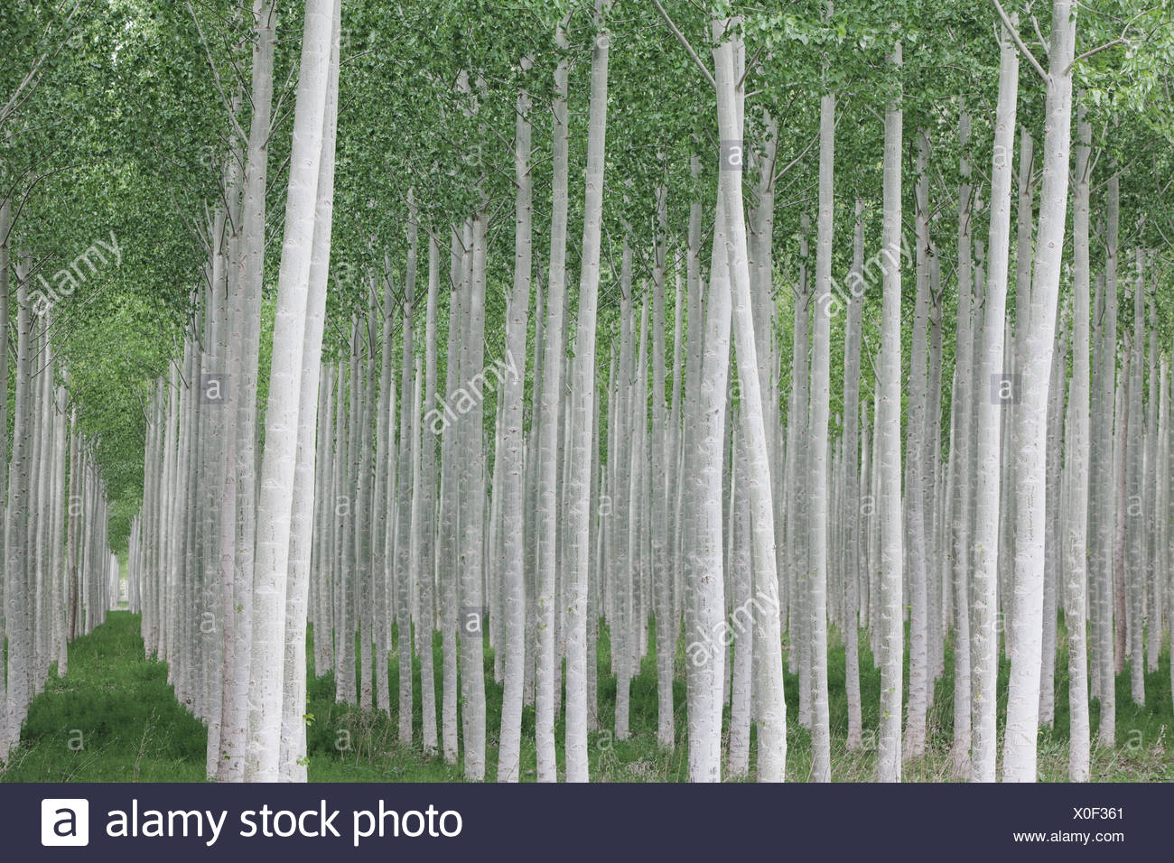 Poplar Tree Bark Stock Photos & Poplar Tree Bark Stock Images Alamy