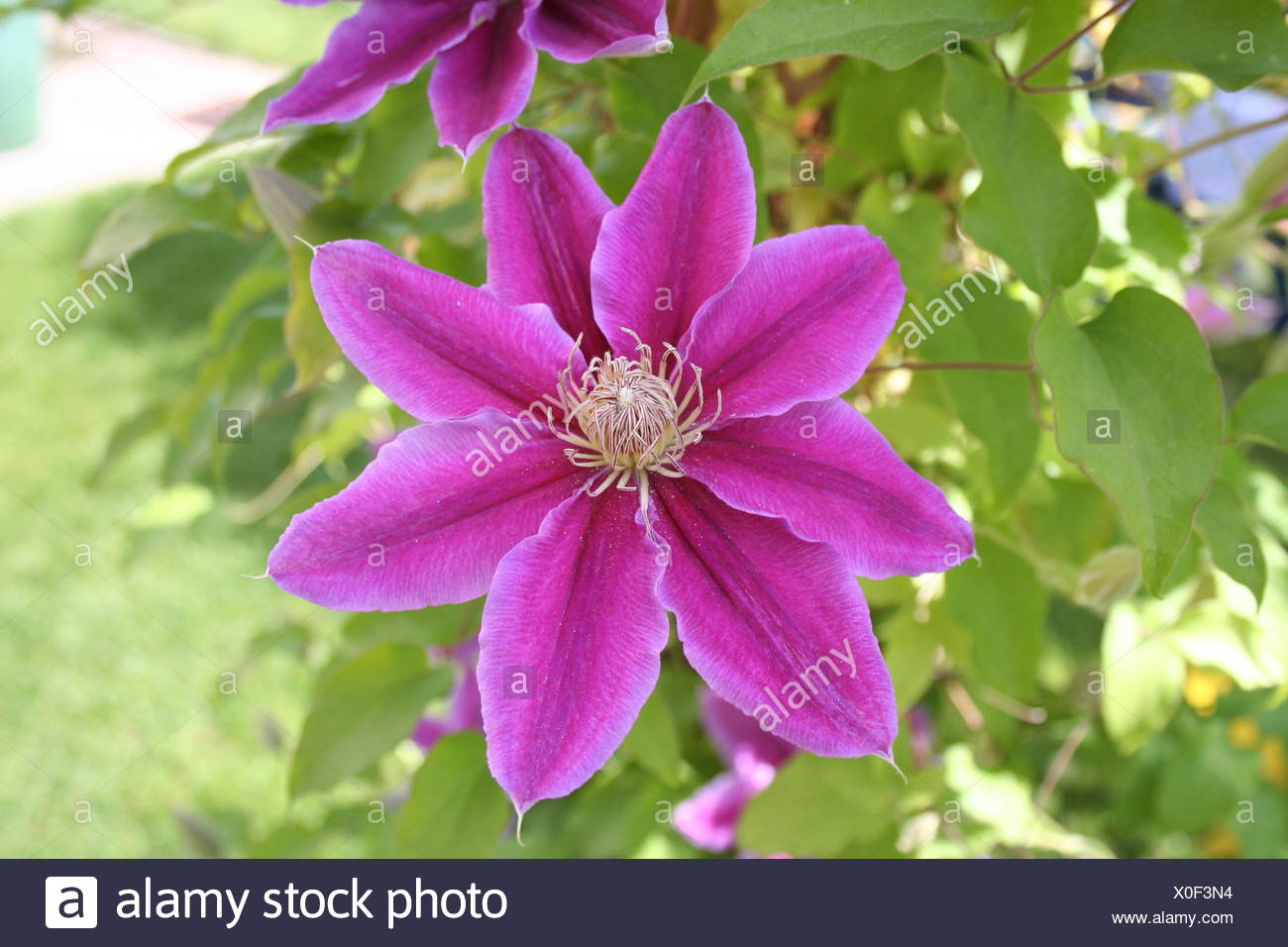 Clematis Bluete Blume Clematis Blossom Blue Flower Foliage Green Leaf Purple Stock Photo Alamy