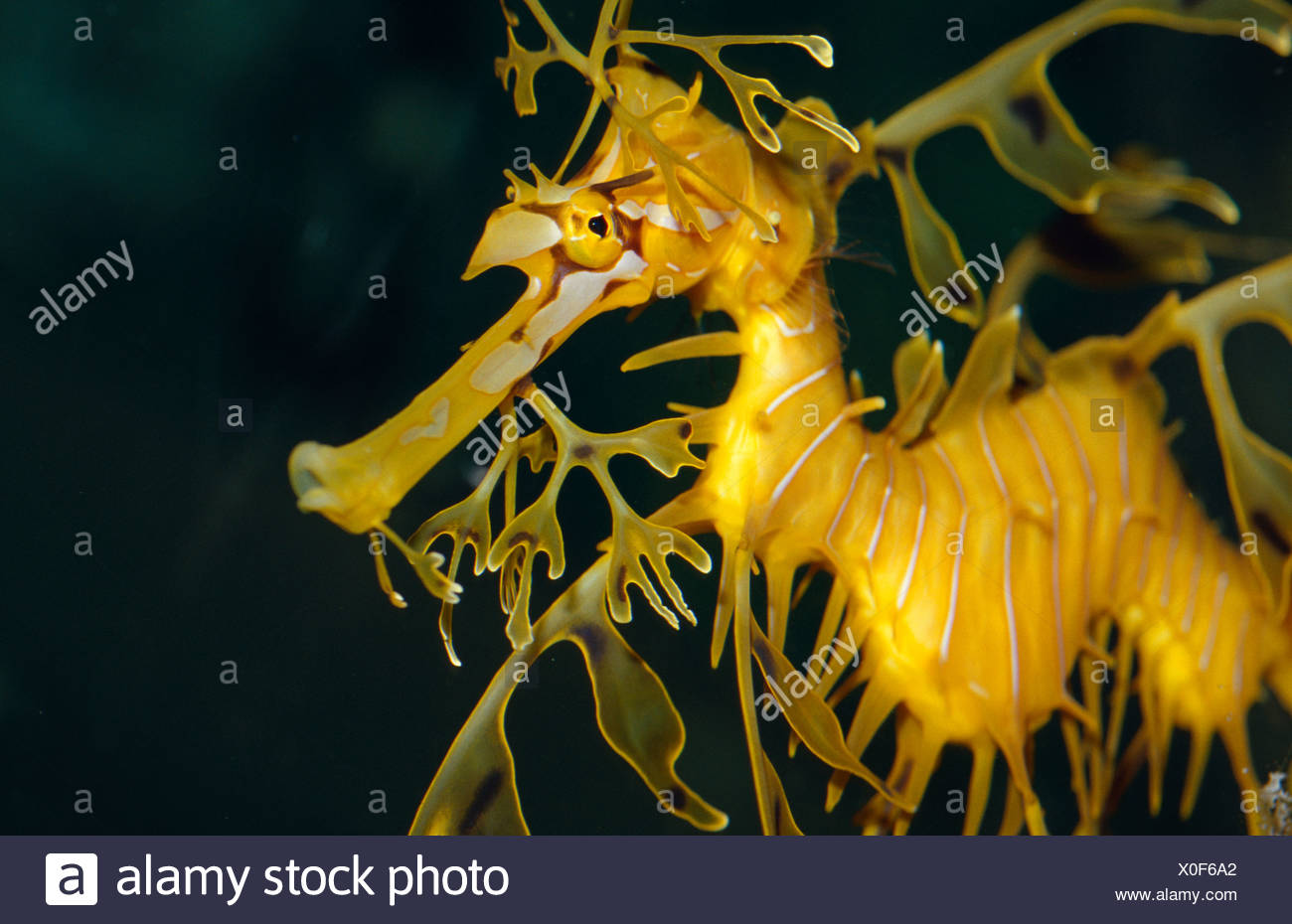 A Diminutive Leafy Sea Dragon With Delicate Fins Used For