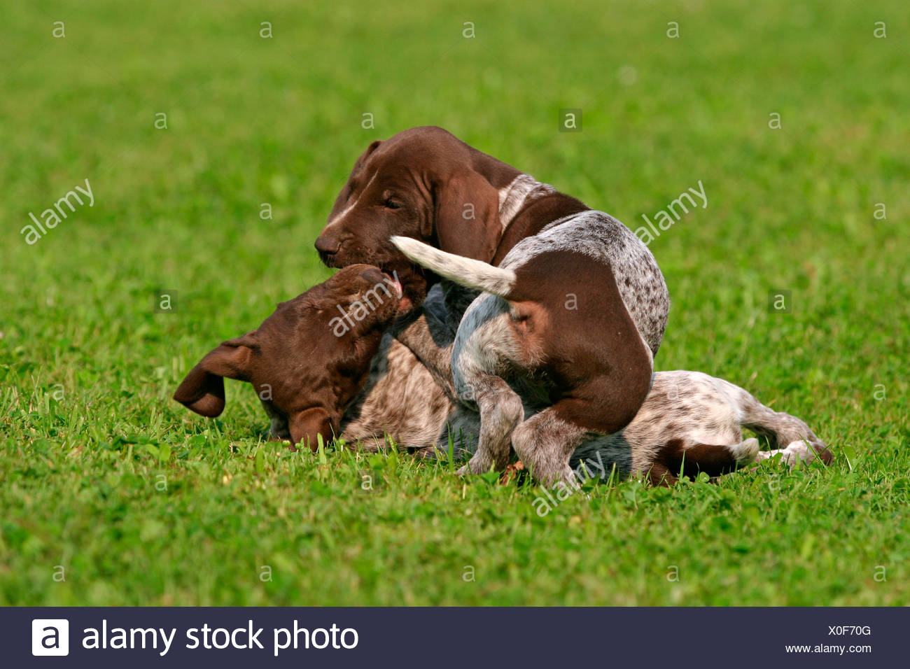 Deutsch Kurzhaar Welpen German Shorthaired Pointer Puppies Stock
