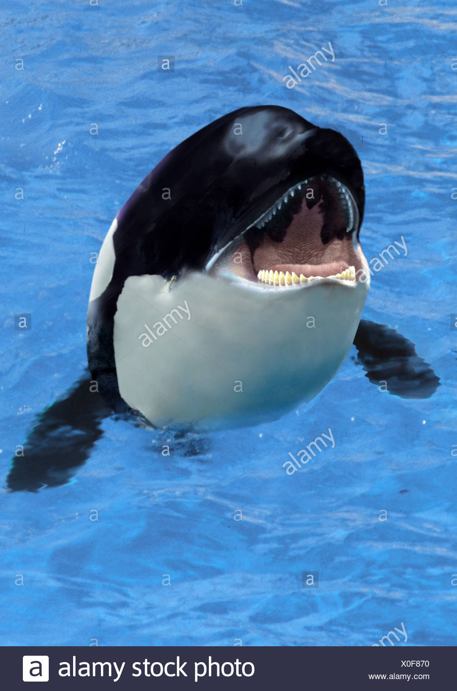 Killer Whale Mouth Open High Resolution Stock Photography and Images ...