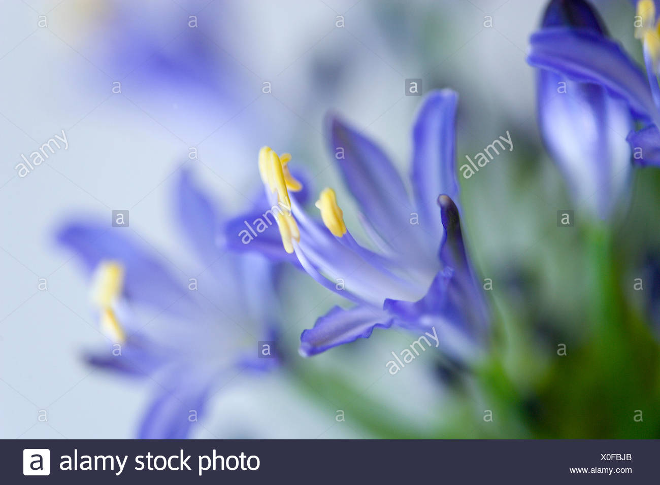 Agapanthus Africanus Close View Of Blue Purple Flowers With Prominent Yellow Stamen Stock Photo Alamy Agapanthus Africanus Close View Of Blue Purple Flowers With Prominent Yellow Stamen Stock Photo Alamy