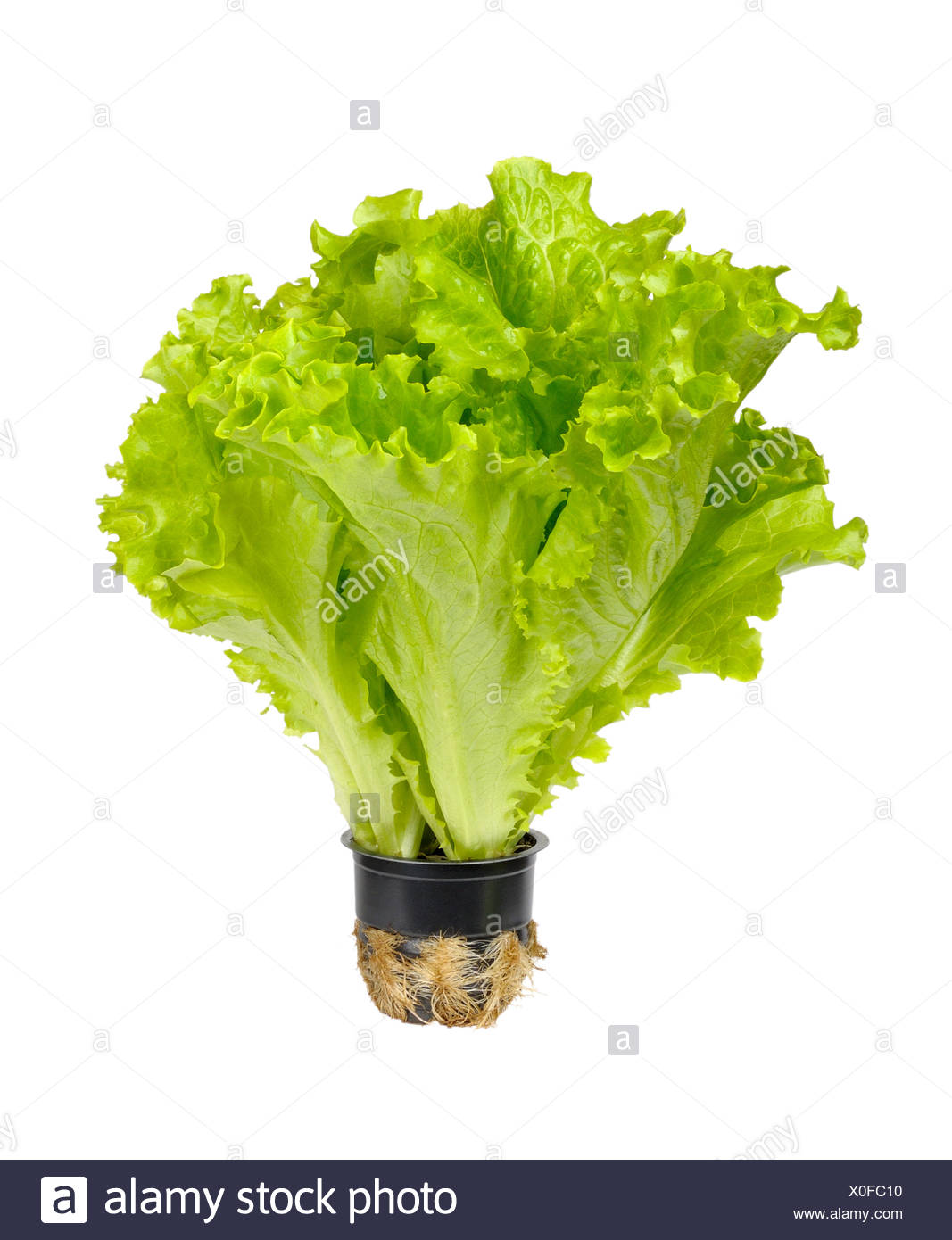 Butterhead Stock Photos & Butterhead Stock Images Alamy