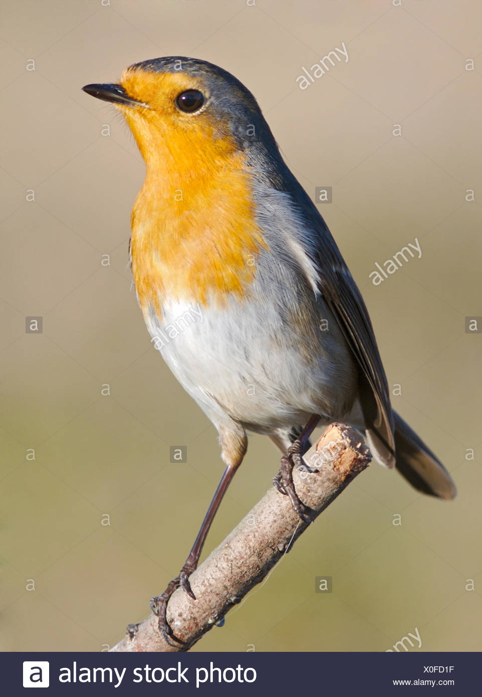 Beautiful Beauteously Nice Bird Red Blue Single Garden Flight Animal Bird Wild Stock Photo Alamy Beautiful Beauteously Nice Bird Red Blue Single Garden Flight Animal Bird Wild Stock Photo Alamy