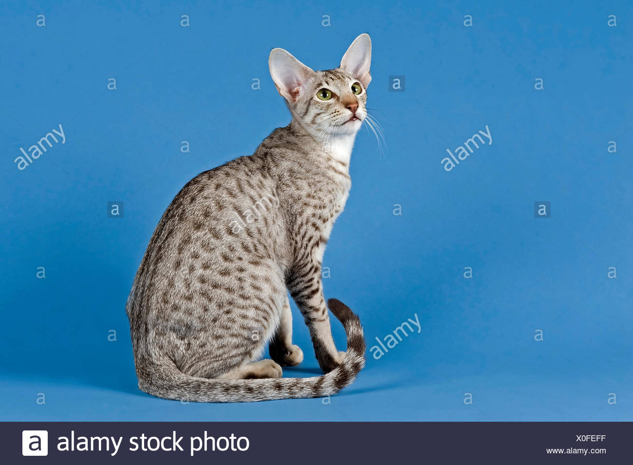 Pedigree Cat Oriental Shorthair Cat Breed Colour Silver Spotted