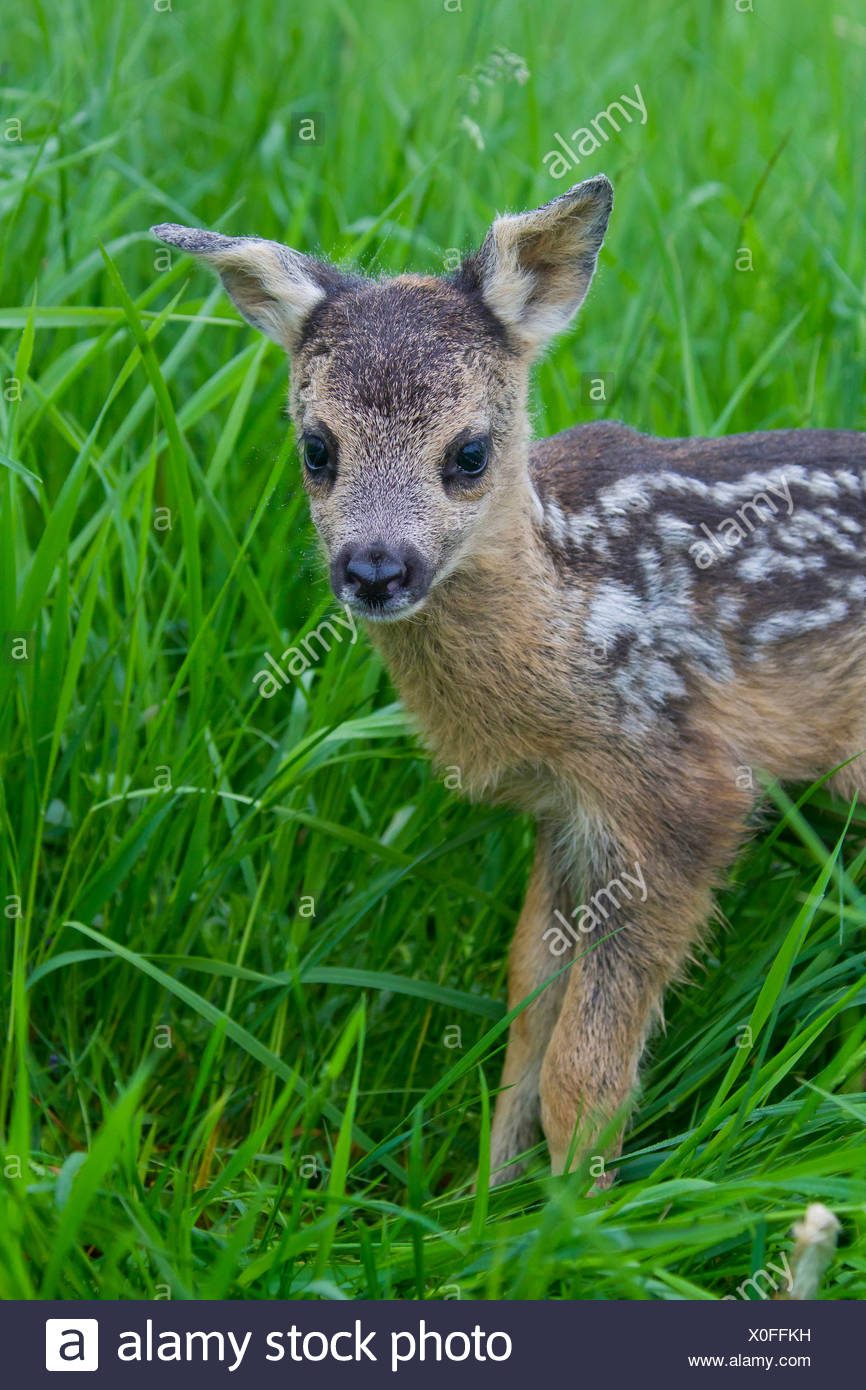 Roe Deer Capreolus Capreolus Newborn Fawn 1 Day Old In Grass Portrait Germany Stock Photo Alamy