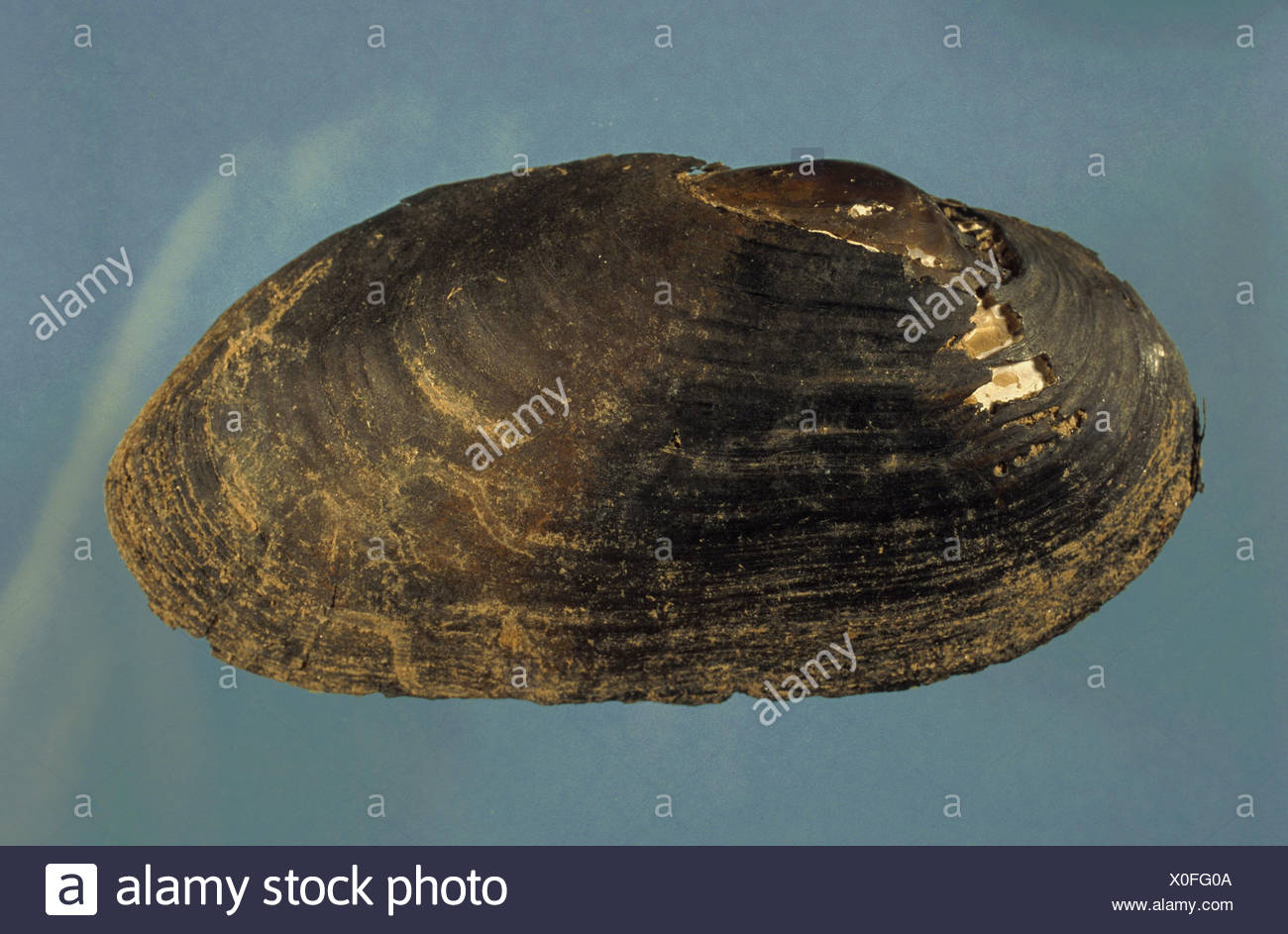 Freshwater Pearl Mussels Stock Photos & Freshwater Pearl Mussels Stock