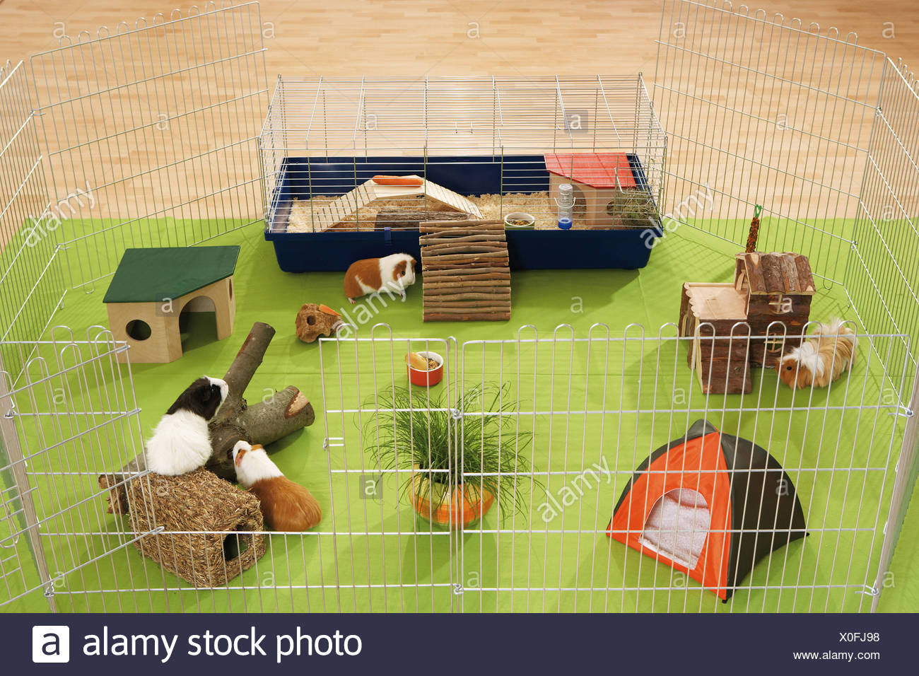 house guinea pigs indoors