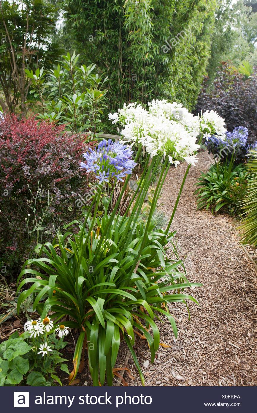 Poppy Cottage Garden On Roseland Peninsula In Cornwall Stock Photo