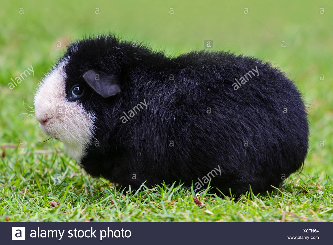 american teddy guinea pig