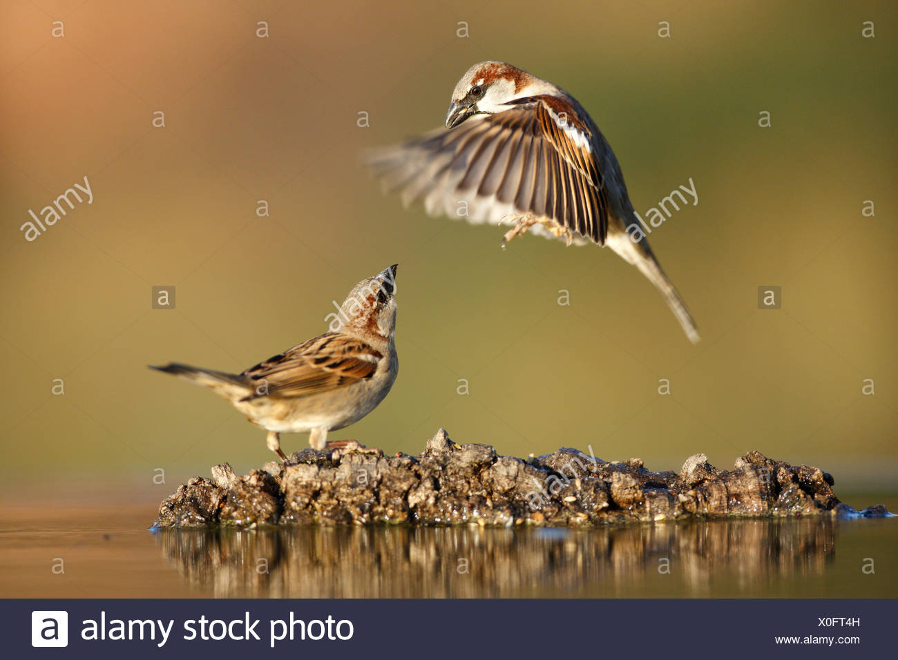Common sparrow (Passer domesticus) landing next to another sparrow near water, Alicante, Spain Stock Photo