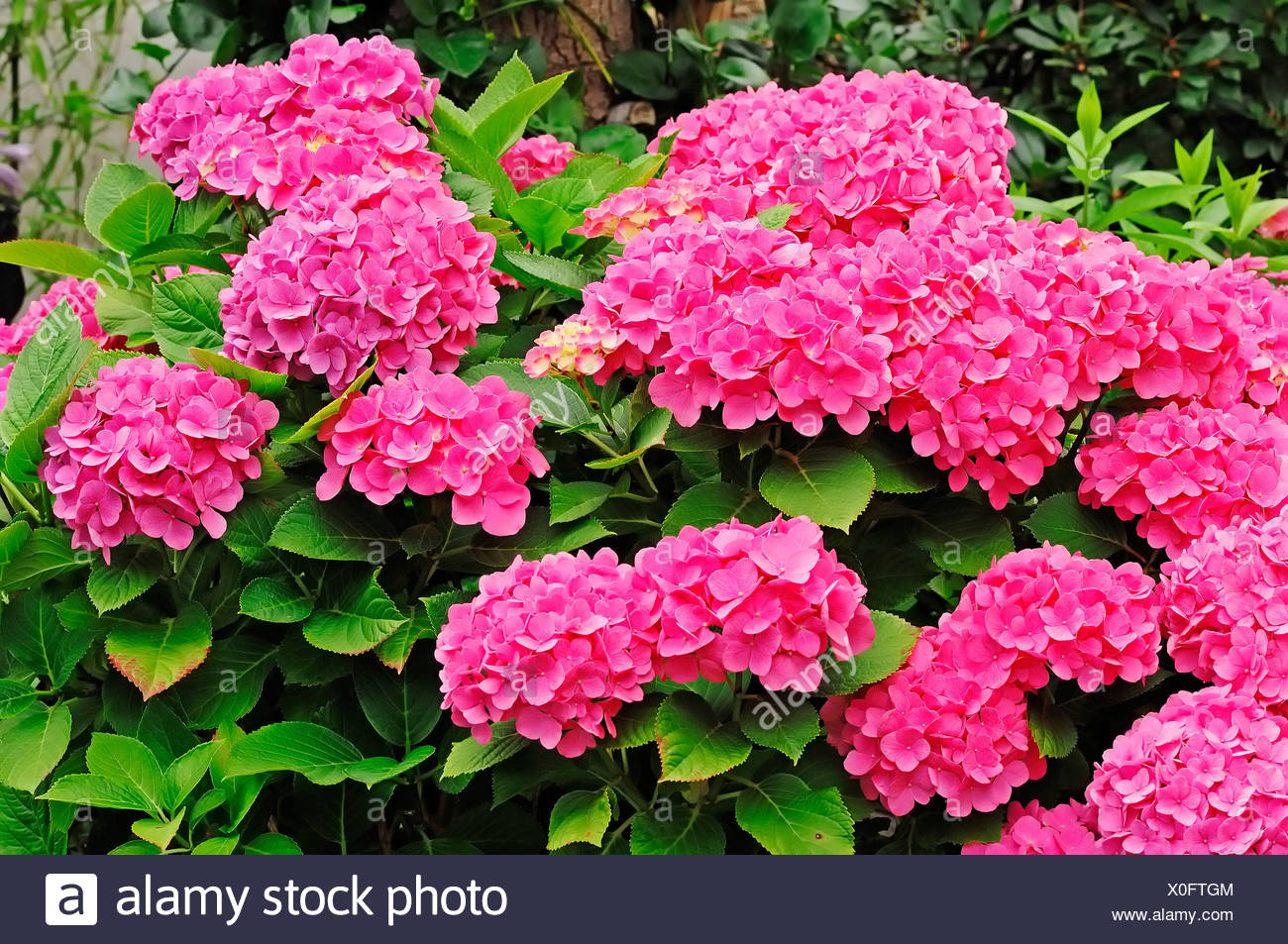 Mountain Hydrangea ম উন ট ন হ ইড র ঞ জ য