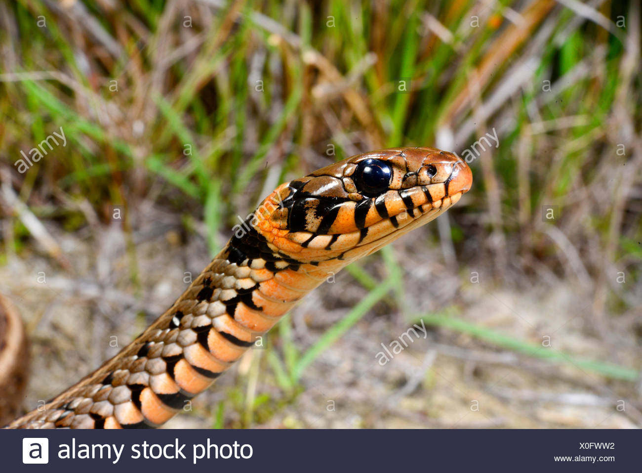 Orange Snake High Resolution Stock Photography and Images Alamy