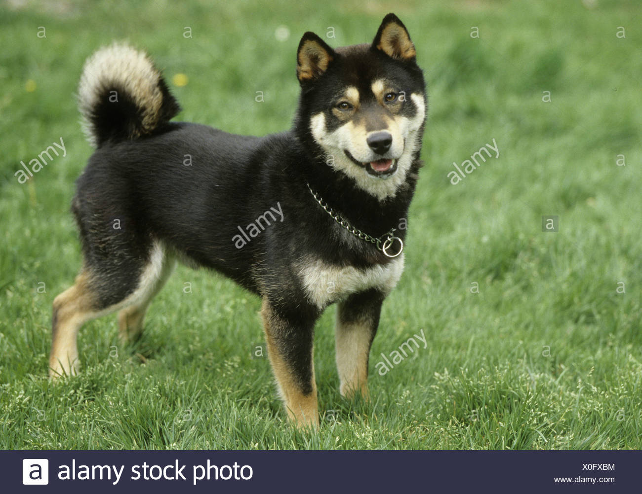 Shiba Inu Dog Standing In A Field Stock Photo Alamy