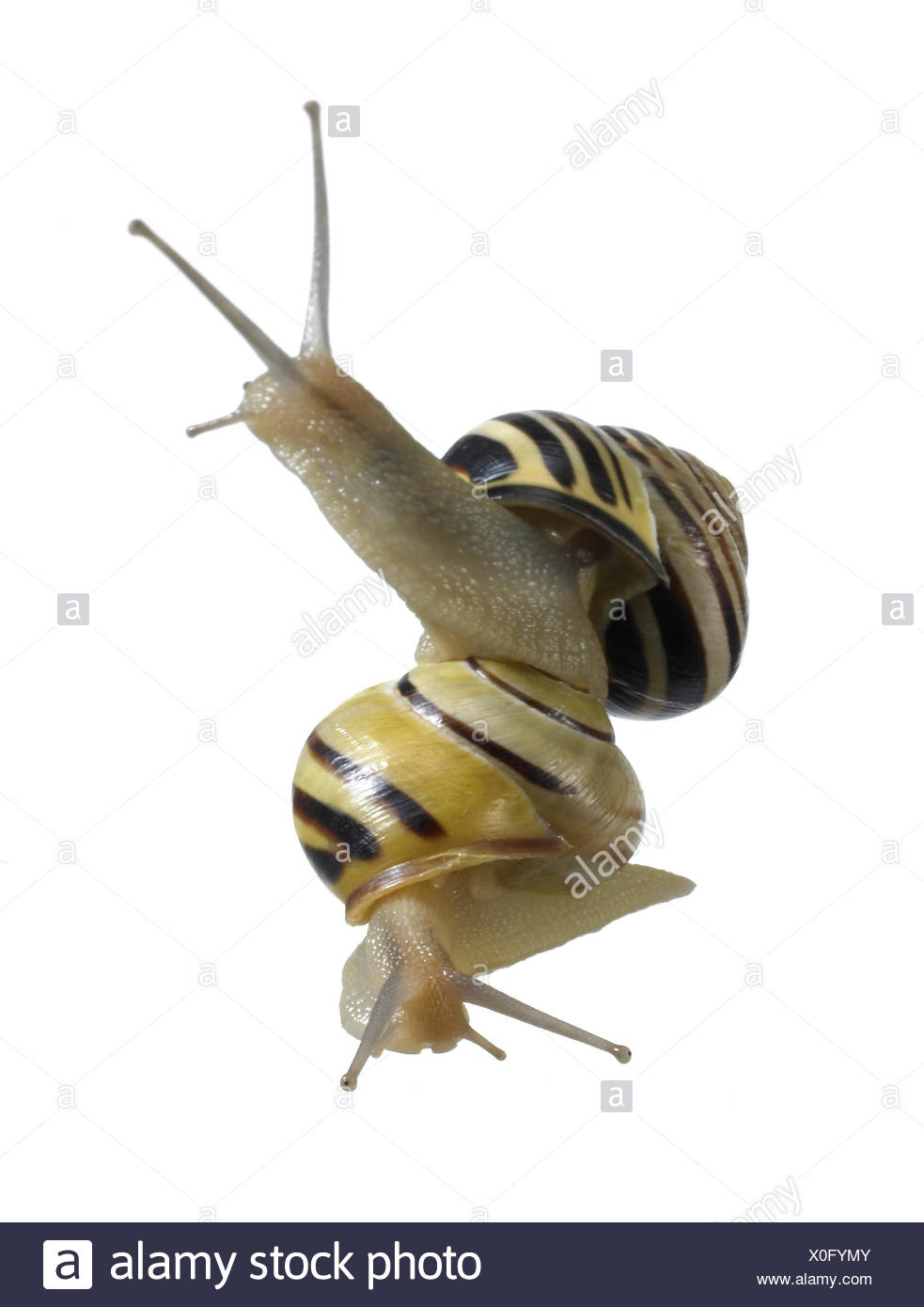 studio photography of two grove snails on each other in white back Stock Photo
