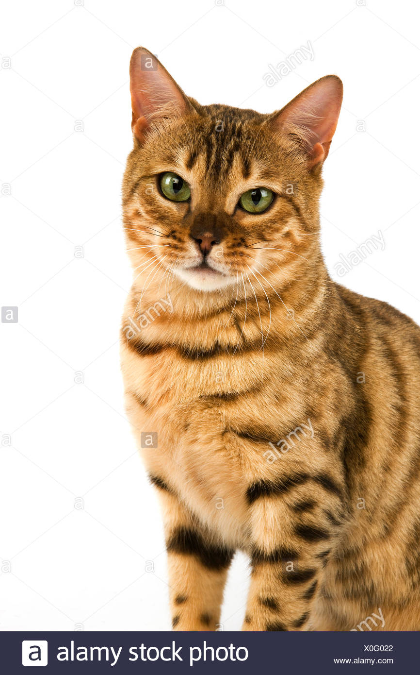 Brown Spotted Tabby Bengal Domestic Cat Stock Photos & Brown Spotted ...