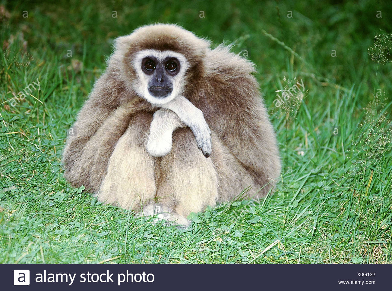 long arm monkey
