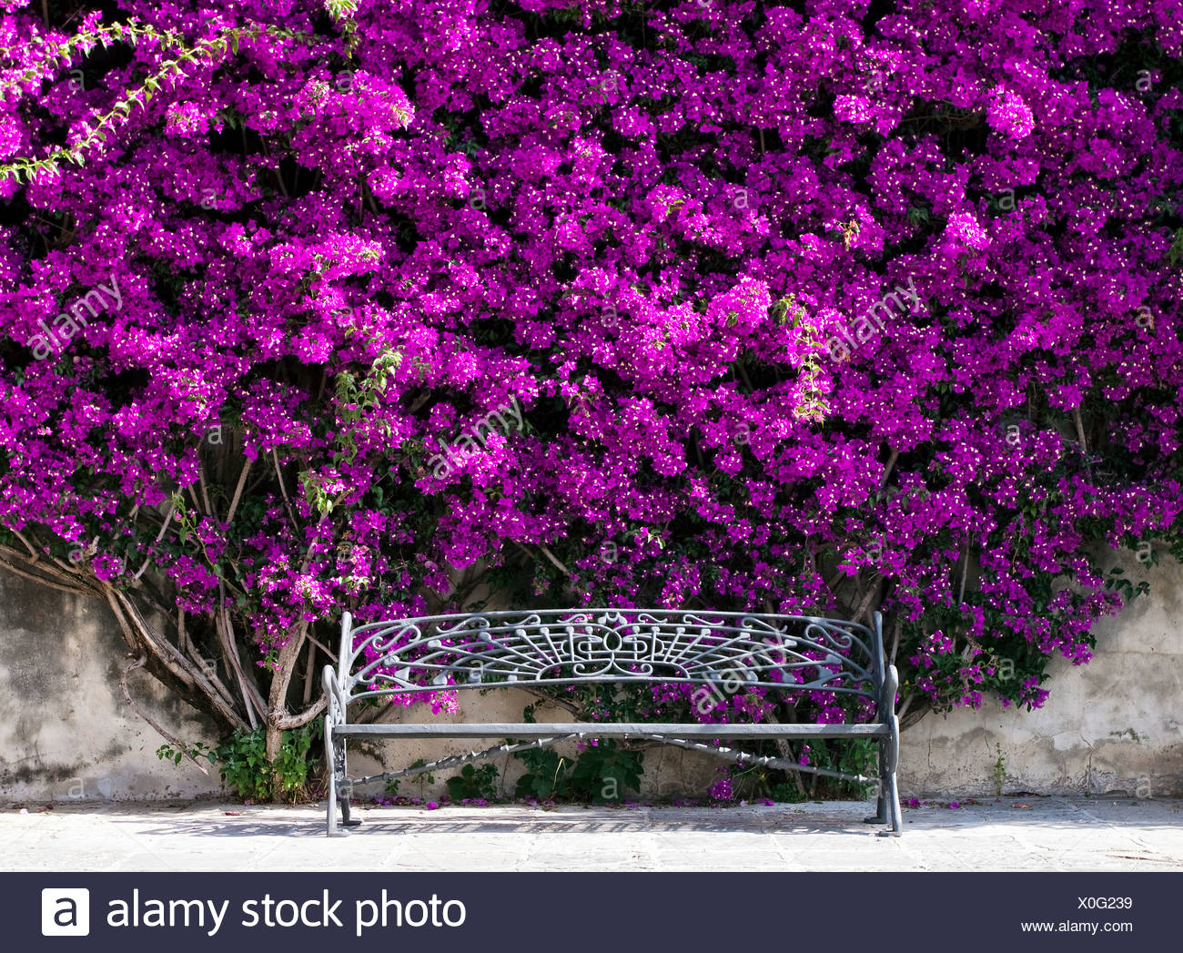 Bench under a bush of Bougainville (Bougainvillea) Stock Photo
