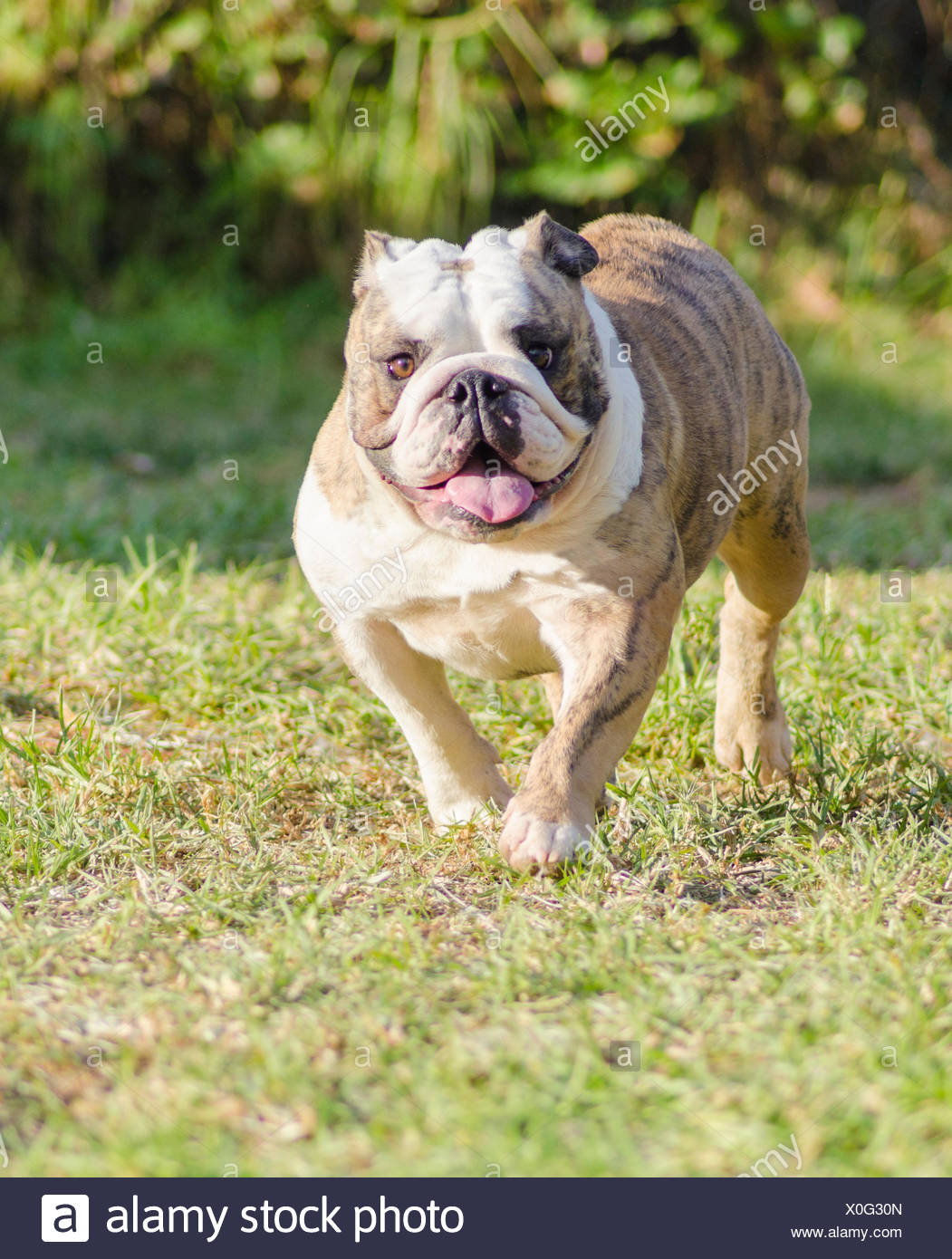 fawn brindle and white english bulldog